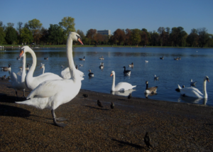 London Green Spaces​