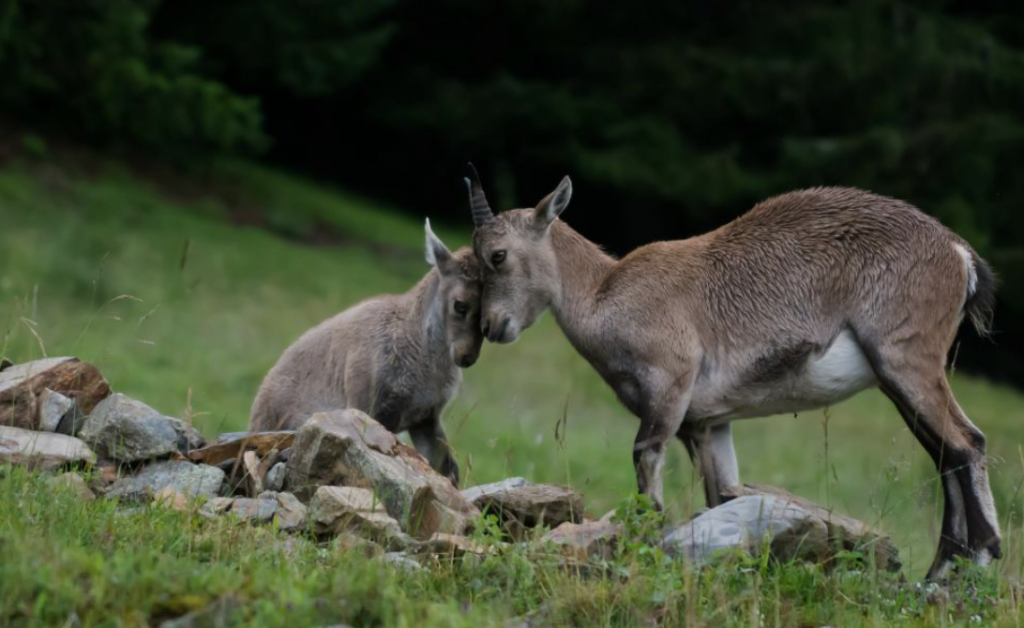 Chamonix Parc de Merlet​